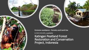 Katingan Peatland Forest Restoration and Conservation {JPEG}